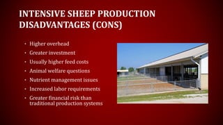 INTENSIVE SHEEP PRODUCTION
DISADVANTAGES (CONS)
• Higher overhead
• Greater investment
• Usually higher feed costs
• Animal welfare questions
• Nutrient management issues
• Increased labor requirements
• Greater financial risk than
traditional production systems
 