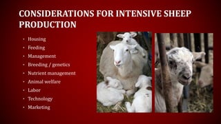 CONSIDERATIONS FOR INTENSIVE SHEEP
PRODUCTION
• Housing
• Feeding
• Management
• Breeding / genetics
• Nutrient management
• Animal welfare
• Labor
• Technology
• Marketing
 