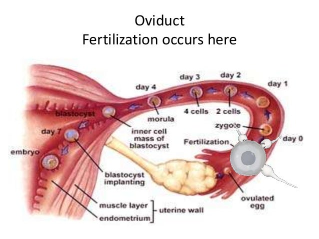 EMBRYOLOGY