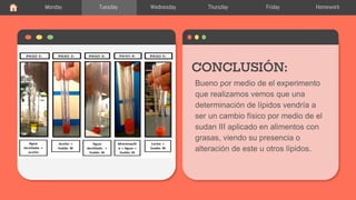 Bueno por medio de el experimento
que realizamos vemos que una
determinación de lípidos vendría a
ser un cambio físico por medio de el
sudan III aplicado en alimentos con
grasas, viendo su presencia o
alteración de este u otros lípidos.
CONCLUSIÓN:
Historia
Monday Tuesday Wednesday Thursday Friday Homework
 