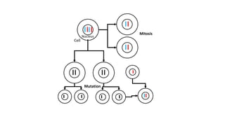 Cell
Nucleus
Mitosis
Mutation
 