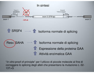 exon 1 
In sintesi 
5’ss(c1) 3’ss(c2) 
exon 2 (578 bp) 
exon 3 
gcg/gtaaca 
35 bp 
cgggtgaga 
tcttctcccgcaggc…. 
60 bp 
….acggtgggc catctcttctagat 
-13TG 
Tcttccccaag/ga 
U2AF 
65 
SRSF4 Isoforma normale di splicing 
Resv. SAHA Isoforma normale di splicing 
Espressione della proteina GAA 
Attività enzimatica GAA 
“in vitro proof of principle” per l’utilizzo di piccole molecole al fine di 
correggere lo splicing degli alleli che presentano la mutazione c.-32- 
13TG 
 