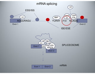 mRNA splicing 
YURAY AGGURAGU (Y)n NCAGG 
Exon 1 Exon 2 
U4 U6 
U2 
U1 
U2AF 
BBP 65 
U1 U2 
U5 
U2A 
F35 
U2AF 
65 
U2A 
F35 
SPLICEOSOME 
mRNA 
Exon 1 
Exon 2 
Exon 1 Exon 2 
ISE/ESE 
ESS/ISS 
 