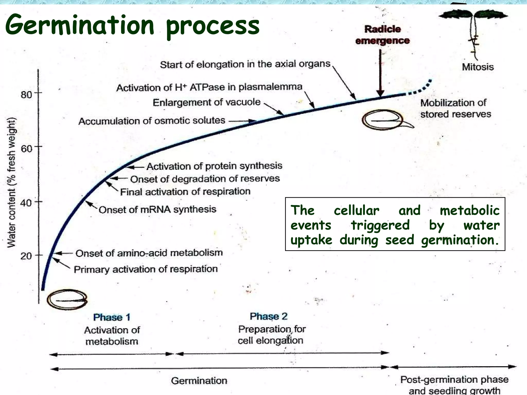 The cellular and metabolic events triggered by water uptake during seed germination.  Germination process 