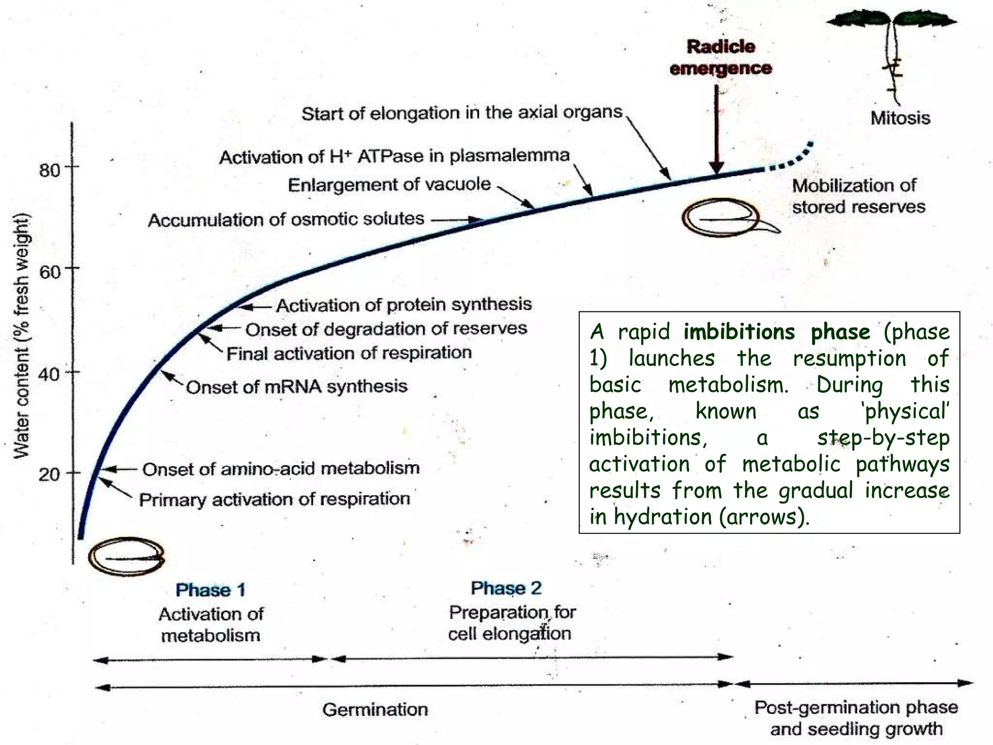 A rapid  imbibitions phase  (phase 1) launches the resumption of basic metabolism. During this phase, known as ‘physical’ imbibitions, a step-by-step activation of metabolic pathways results from the gradual increase in hydration (arrows).  