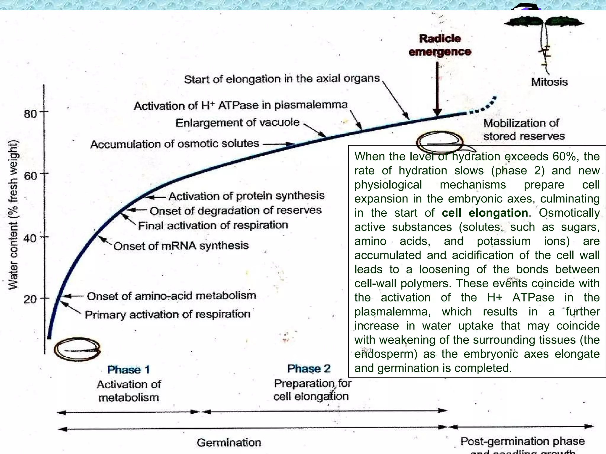 When the level of hydration exceeds 60%, the rate of hydration slows (phase 2) and new physiological mechanisms prepare cell expansion in the embryonic axes, culminating in the start of  cell elongation . Osmotically active substances (solutes, such as sugars, amino acids, and potassium ions) are accumulated and acidification of the cell wall leads to a loosening of the bonds between cell-wall polymers. These events coincide with the activation of the H+ ATPase in the plasmalemma, which results in a further increase in water uptake that may coincide with weakening of the surrounding tissues (the endosperm) as the embryonic axes elongate and germination is completed.  