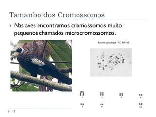 Tamanho dos Cromossomos
 Nas aves encontramos cromossomos muito
pequenos chamados microcromossomos.
12
 