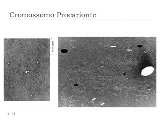 Cromossomo Procarionte
15
 