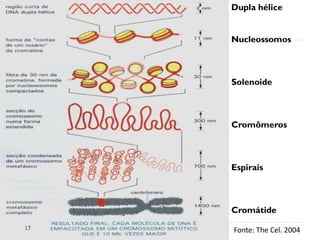 Fonte: The Cel. 2004
Dupla hélice
Nucleossomos
Solenoide
Cromômeros
Espirais
Cromátide
17
 