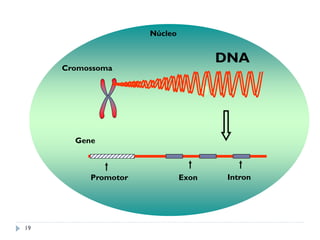 DNA
Cromossoma
Gene
Promotor IntronExon
Núcleo
19
 