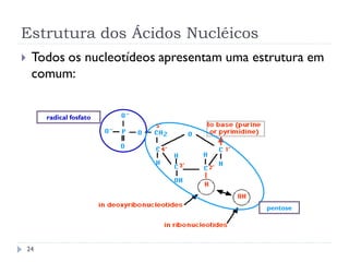Estrutura dos Ácidos Nucléicos
 Todos os nucleotídeos apresentam uma estrutura em
comum:
radical fosfato
pentose
24
 