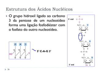 Estrutura dos Ácidos Nucléicos
 O grupo hidroxil ligado ao carbono
3 da pentose de um nucleotídeo
forma uma ligação fosfodiéster com
o fosfato do outro nucleotídeo.
5’ C-A-G 3’
26
 