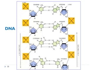 DNA
35
 