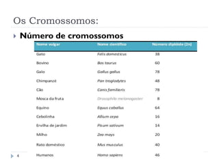 Os Cromossomos:
 Número de cromossomos
4
 
