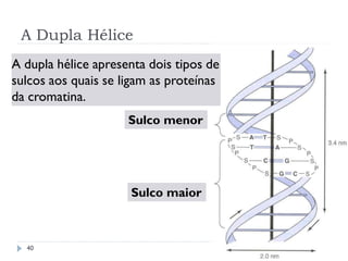 A Dupla Hélice
Sulco menor
Sulco maior
A dupla hélice apresenta dois tipos de
sulcos aos quais se ligam as proteínas
da cromatina.
40
 