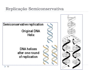 Replicação Semiconservativa
53
 