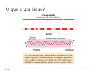 O que é um Gene?
66
 