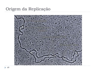 Origem da Replicação
69
 