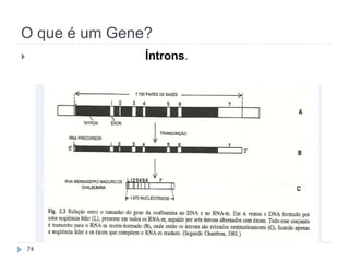 O que é um Gene?
 Para que tanto DNA? Íntrons.
74
 