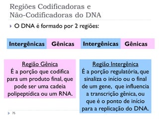 Regiões Codificadoras e
Não-Codificadoras do DNA
75
 O DNA é formado por 2 regiões:
GênicasIntergênicas GênicasIntergênicas
Região Gênica
É a porção que codifica
para um produto final, que
pode ser uma cadeia
polipeptídica ou um RNA.
Região Intergênica
É a porção regulatória, que
sinaliza o início ou o final
de um gene, que influencia
a transcrição gênica, ou
que é o ponto de início
para a replicação do DNA.
 