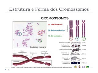 Estrutura e Forma dos Cromossomos
9
 