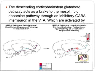  The descending corticobrainstem glutamate
pathway acts as a brake to the mesolimbic
dopamine pathway through an inhibitory GABA
interneuron in the VTA. Which are activated by
NMDA receptors.
 