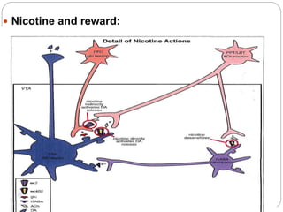  Nicotine and reward:
 