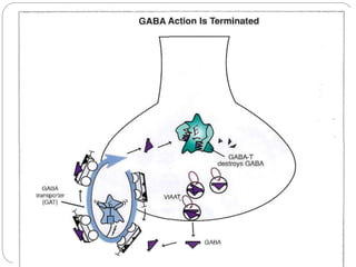 GABA A
 Ligand gated ion channel.
 Distributed throughout the brain.
 It is a heteropentamer, made of five subunits w...