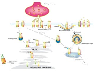 Pharmacology of GABA | PDF
