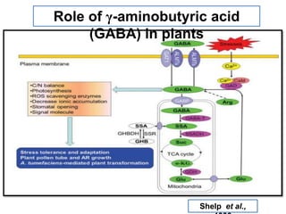 Gaba | PPTX