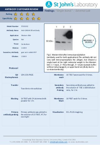 Rating:
Specificity:
ANTIBODY CUSTOMERREVIEW
Findings: “Single band.” .- External Lab
Knowledge Dock Business Centre, University Way, London E16 2RD
T: (+44) 0208 223 3081 F: (+44) 0207 681 2580 E: info@stjohnslabs.com w: www.stjohnslabs.com
Protocol
Gel
Electrophoresis
12% SDS-PAGE. Membrane
wash
1X TBS-Tweenwash for 3 times.
Transfer
Transfer to nitrocellulose
Secondary
antibody
Probing
Secondaryantibody was added to
the solution of TBS 1:1000 dilution
ratio, for1 hr.
Blocking 1X TBST with 5% skimmed milk
powder for1 hr.
Membrane
Wash
1X PBST wash for 3 times
Primary
antibodyprobing
Primary antibody was added to
the solution of 1X TBST, 4˚C for
overnight
Visualisation ECL-PLUSimagining
Model Number STJ93192
Antibody Name Anti-GABAA Rδ antibody
Application Western Blot
Species Rat
Tissue Cerebellum
Dilution 1:1000
Secondary Antibody goat anti-rabbit HRP
Dilution: 1:5000
Fig 1. Western blot after immunoprecipitation
(antibody used for both applications).The antibody did not
very well immunoprecipitate the antigen, but showed a
single band at the right molecular weight in the Western
blot. 1 = input, 2 = flow-through, 3 = eluate (sample buffer
withoutreducingagent, so upper band very likely due to
co-eluted antibody).
 