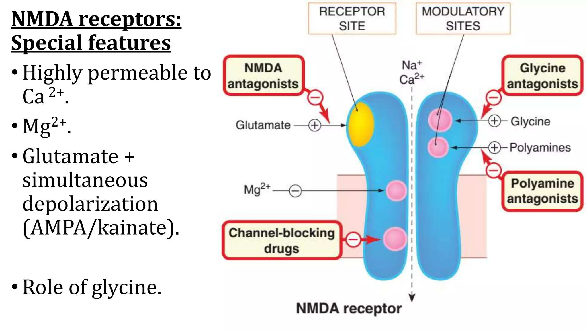 GABA, glutamate receptors and their modulation | PPTX