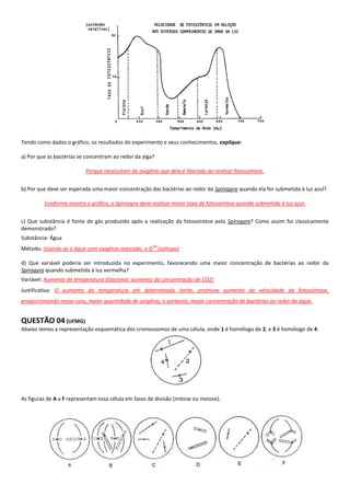 Tendo como dados o gráfico, os resultados do experimento e seus conhecimentos, explique:

a) Por que as bactérias se concentram ao redor da alga?

                          Porque necessitam do oxigênio que dela é liberado ao realizar fotossíntese.


b) Por que deve ser esperada uma maior concentração das bactérias ao redor da Spirogyra quando ela for submetida à luz azul?

         Conforme mostra o gráfico, a Spirogyra deve realizar maior taxa de fotossíntese quando submetida à luz azul.


c) Que substância é fonte de gás produzido após a realização da fotossíntese pela Spirogyra? Como assim foi classicamente
demonstrado?
Substância: Água
                                                      18
Método: Usando-se a água com oxigênio marcado, o O (isótopo)

d) Que variável poderia ser introduzida no experimento, favorecendo uma maior concentração de bactérias ao redor da
Spirogyra quando submetida à luz vermelha?
Variável: Aumento de temperatura (Opcional: aumento da concentração de CO2)
Justificativa: O aumento da temperatura até determinado limite, promove aumento da velocidade da fotossíntese,
proporcionando nesse caso, maior quantidade de oxigênio, e portanto, maior concentração de bactérias ao redor da água.


QUESTÃO 04 (UFMG)
Abaixo temos a representação esquemática dos cromossomos de uma célula, onde 1 é homólogo de 2, e 3 é homólogo de 4.




As figuras de A a F representam essa célula em fases de divisão (mitose ou meiose).
 