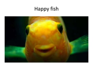 Happy fish 
 