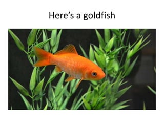 Here’s a goldfish 
 