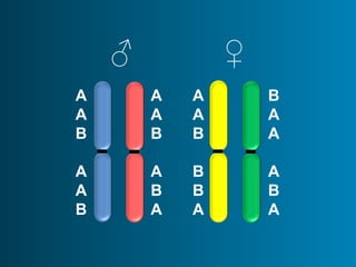 ♂ ♀ 
BAA 
ABA 
AAB 
BBA 
AAB 
ABA 
AAB 
AAB 
 