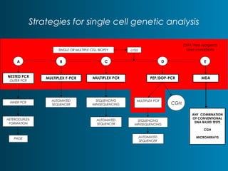 Strategies for single cell genetic analysis 
SINGLE OR MULTIPLE CELL BIOPSY LYSIS 
A B C D E 
NESTED PCR 
OUTER PCR MULTIPLEX F-PCR MULTIPLEX PCR PEP/DOP-PCR 
INNER PCR 
HETERODUPLEX 
FORMATION 
PAGE 
MDA 
AUTOMATED 
SEQUENCER 
SEQUENCING 
MINISEQUENCING 
AUTOMATED 
SEQUENCER 
MULTIPLEX PCR 
SEQUENCING 
MINISEQUENCING 
AUTOMATED 
SEQUENCER 
ANY COMBINATION 
OF CONVENTIONAL 
DNA BASED TESTS 
CGH 
MICROARRAYS 
CGH 
DNA free reagents 
and conditions 
 