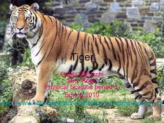 Tiger Gabbi Delucchi Mrs. Reed Physical Science period 3  Spring 2010 http://www.solarnavigator.net/animal_kingdom/animal_images/Tiger_panthera_tigris_tigris_Bengal.jpg 