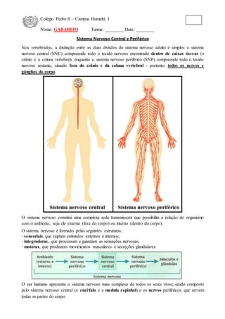 Colégio Pedro II – Campus Humaitá I
Nome: GABARITO Turma: ________ Data: ________
Sistema Nervoso Central e Periférico
Nos vertebrados, a distinção entre as duas divisões do sistema nervoso adulto é simples: o sistema
nervoso central (SNC) compreende todo o tecido nervoso encontrado dentro de caixas ósseas (o
crânio e a coluna vertebral), enquanto o sistema nervoso periférico (SNP) compreende todo o tecido
nervoso restante, situado fora do crânio e da coluna vertebral - portanto, todos os nervos e
gânglios do corpo.
O sistema nervoso constitui uma complexa rede transmissora que possibilita a relação do organismo
com o ambiente, seja ele externo (fora do corpo) ou interno (dentro do corpo).
O sistema nervoso é formado pelas seguintes estruturas:
⋅ sensoriais, que captam estímulos externos e internos;
⋅ integradoras, que processam e guardam as sensações nervosas;
⋅ motoras, que produzem movimentos musculares e secreções glandulares.
O ser humano apresenta o sistema nervoso mais complexo de todos os seres vivos; sendo composto
pelo sistema nervoso central (o encéfalo e a medula espinhal) e os nervos periféricos, que servem
todas as partes do corpo.
 