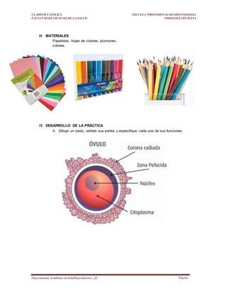 ULADECH CATOLICA
FACULTAD DE CIENCIAS DE LA SALUD
ESCUELA PROFESIONAL DEODONTOLOGIA
FISIOLOGIA HUMANA
Departamento Académico deSaludReproductiva v_02 Página
15
III. MATERIALES
Papelotes, hojas de colores, plumones,
colores.
IV. DESARROLLO DE LA PRÁCTICA
A. Dibuje un óvulo, señale sus partes y especifique cada una de sus funciones.
 
