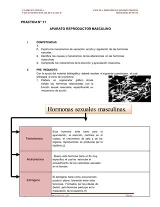 ULADECH CATOLICA
FACULTAD DE CIENCIAS DE LA SALUD
ESCUELA PROFESIONAL DEODONTOLOGIA
FISIOLOGIA HUMANA
Departamento Académico deSaludReproductiva v_02 Página
20
PRACTICA N° 11
APARATO REPRODUCTOR MASCULINO
I. COMPETENCIAS
1.
2. Explica los mecanismos de secreción, acción y regulación de las hormonas
sexuales.
3. Identifica las causas y mecanismos de las alteraciones en las hormonas
masculinas
4. Comprende los mecanismos de la erección y eyaculación masculina.
II. PRE REQUISITO
Con la ayuda del material bibliográfico deberá resolver el siguiente cuestionario, el cual
entregará al inicio de la práctica:
1. Elabore un organizador gráfico donde
señale las hormonas relacionadas con la
función sexual masculina, especificando su
mecanismo de acción.
Testosterona
Esta hormona sirve tanto para la
eyaculación, la erección, cambios en el
cuerpo, el crecimiento de pelo y de los
órganos reproductores es producida por la
hipófisis.(¡)
Androsterona
Bueno esta hormona tiene un fin muy
específico el cual es estimular el
procedimiento de los caracteres sexuales
en el hombre.
Estrógeno
El estrógeno tiene como única función
producir placer, bienestar entre otras
funciones. Formados por las células de
Sertoli ,esta hormona participa en la
maduración de la esperma.(1)
Hormonas sexuales masculinas.
 