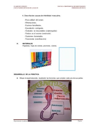 ULADECH CATOLICA
FACULTAD DE CIENCIAS DE LA SALUD
ESCUELA PROFESIONAL DEODONTOLOGIA
FISIOLOGIA HUMANA
Departamento Académico deSaludReproductiva v_02 Página
23
4. Describa las causas de infertilidad masculina.
-Poca calidad del semen
-Obstrucciones.
-Factores hereditarios.
-Eyaculación retrógrada.
-Testículos no descendidos (criptorquidia)
-Varices en el escroto (varicocele)
-Trastornos hormonales.
-Vasectomía (esterilización)
III. MATERIALES
Papelotes, hojas de colores, plumones, colores.
DESARROLLO DE LA PRÁCTICA
A. Dibuje el espermatozoide, resaltando las funciones que cumplen cada una de sus partes.
 