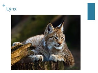 +

Lynx

 