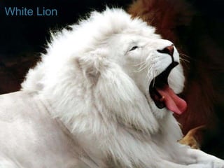 White Lion
+

 