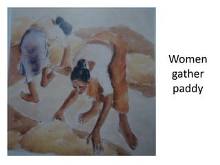 Women
gather
paddy
 