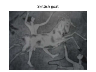 Skittish goat
 