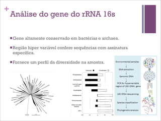 +
Análise do gene do rRNA 16s
nGene altamente conservado em bactérias e archaea.
nRegião hiper variável confere sequências com assinatura
específica.
nFornece um perfil da diversidade na amostra.
 
