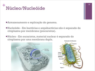 +                                                                  10

    Núcleo/Nucleóide

    n Armazenamento   e replicação do genoma.

    n Nucleóide
               - Em bactérias e arquibactérias não é separado do
     citoplasma por membrana (procariotos).

    n Núcleo- Em eucariotos, material nuclear é separado do
     citoplasma por uma membrana dupla.
 