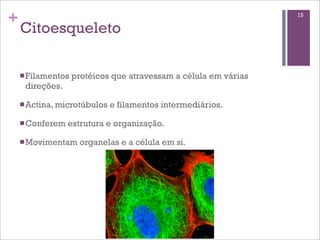 +                                                                 15

    Citoesqueleto

    n Filamentos   protéicos que atravessam a célula em várias
     direções.

    n Actina, microtúbulos   e filamentos intermediários.

    n Conferem   estrutura e organização.

    n Movimentam     organelas e a célula em si.
 