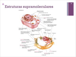 +                                 16

    Estruturas supramoleculares
 